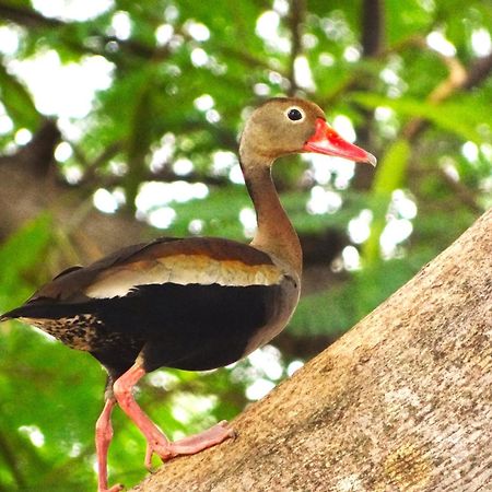 Pousada Fazenda Xaraes Todos os Santos Luaran gambar