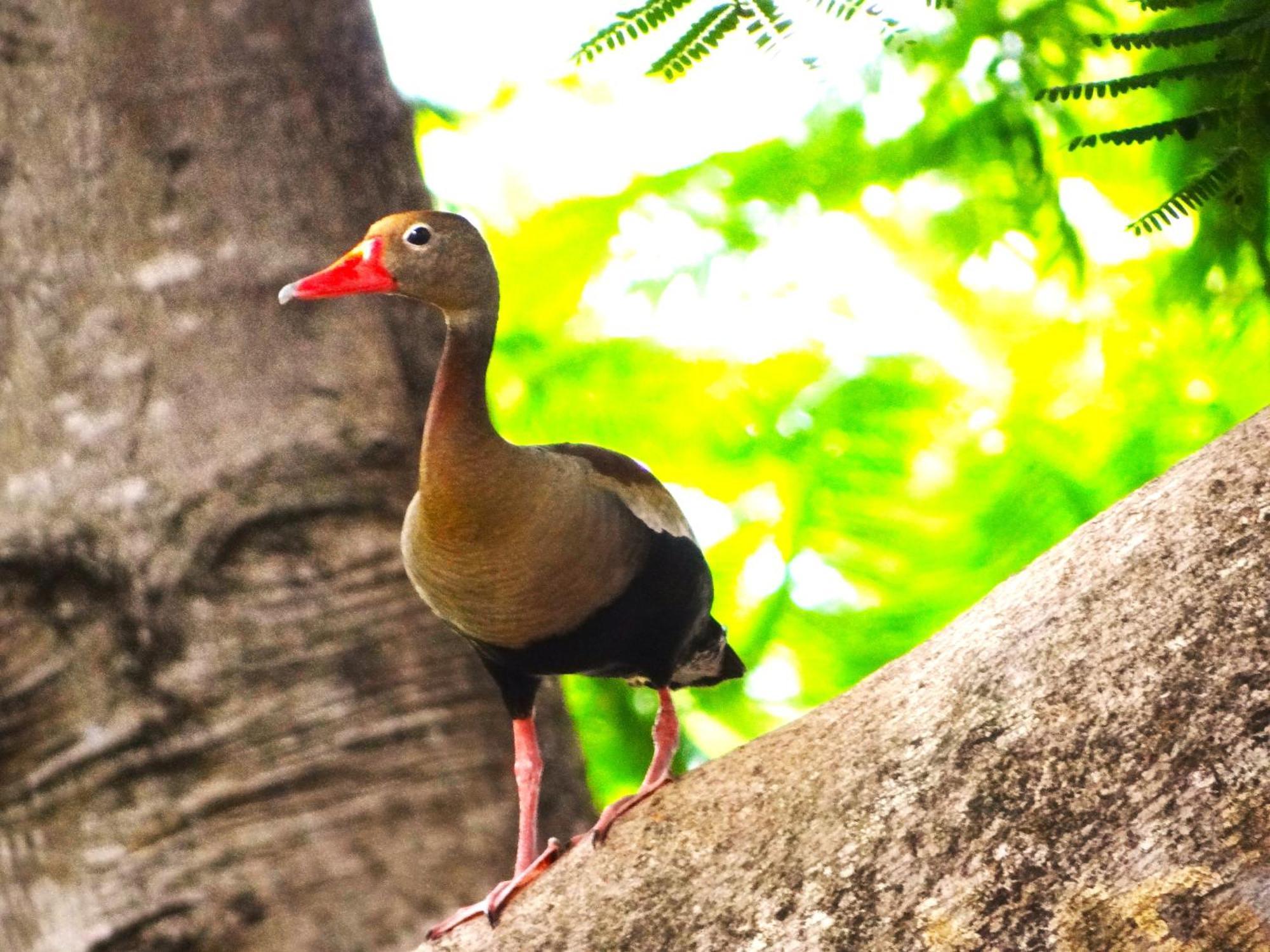 Pousada Fazenda Xaraes Todos os Santos Luaran gambar